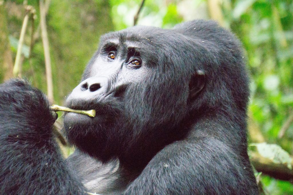 Mountain gorilla feeding in Bwindi Impenetrable Forest Uganda