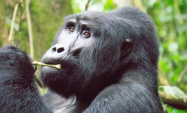 Mountain gorilla feeding in Bwindi Impenetrable Forest Uganda