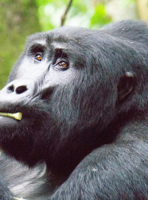 Mountain gorilla feeding in Bwindi Impenetrable Forest Uganda