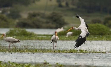 Grey crowned cranes flying over Lake Naivasha with water birds in Kenya