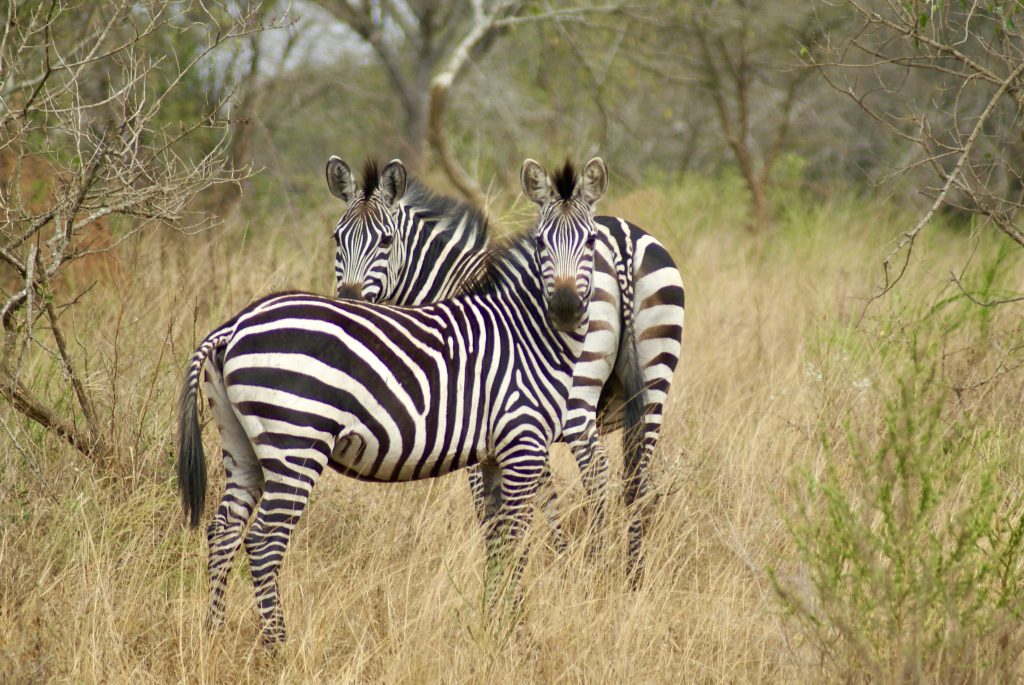 Zebras standing in savannah grassland during an African safari
