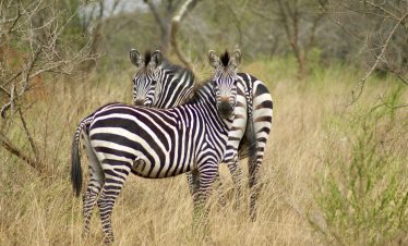 Zebras standing in savannah grassland during an African safari
