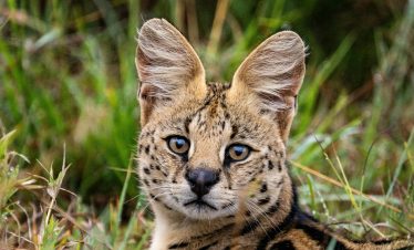 Serval cat in tall grass hunting in Maasai Mara National Reserve