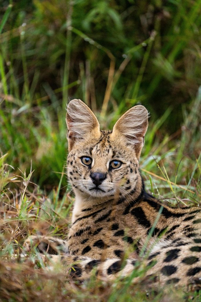 Serval cat in tall grass hunting in Maasai Mara National Reserve
