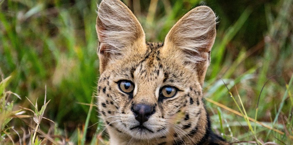 Serval cat in tall grass hunting in Maasai Mara National Reserve