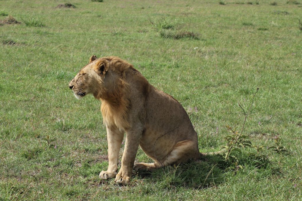Male lion resting in the savannah grasslands of Maasai Mara Kenya