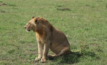 Male lion resting in the savannah grasslands of Maasai Mara Kenya