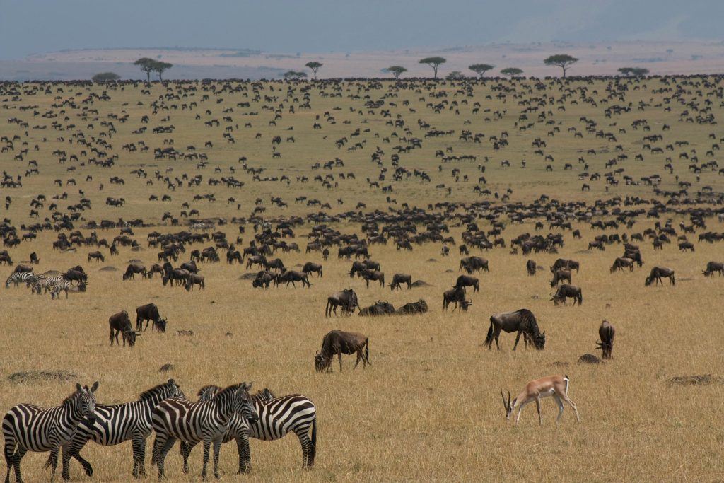 Wildebeest and zebra herds grazing across the plains of Maasai Mara