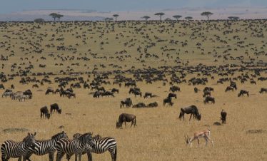 Wildebeest and zebra herds grazing across the plains of Maasai Mara