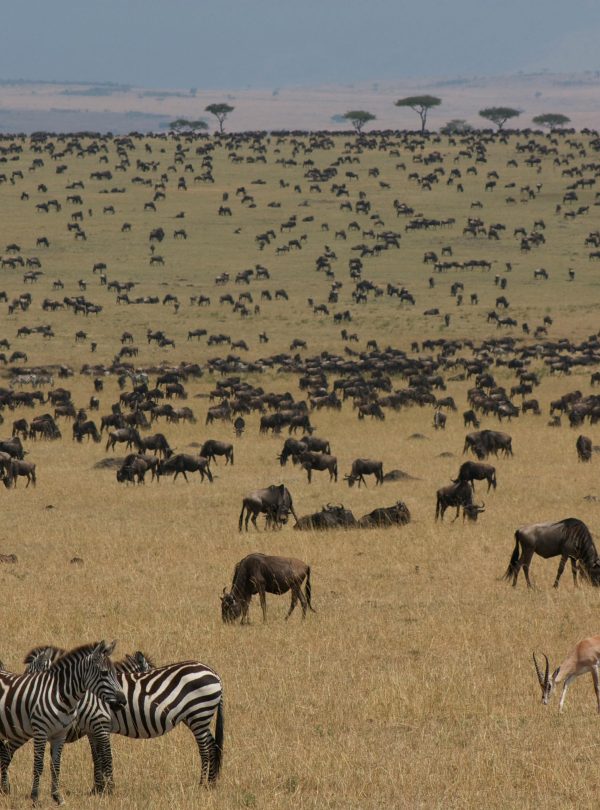 Wildebeest and zebra herds grazing across the plains of Maasai Mara