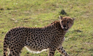 Cheetah walking through open grassland in Maasai Mara National Reserve