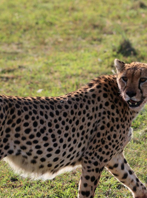 Cheetah walking through open grassland in Maasai Mara National Reserve