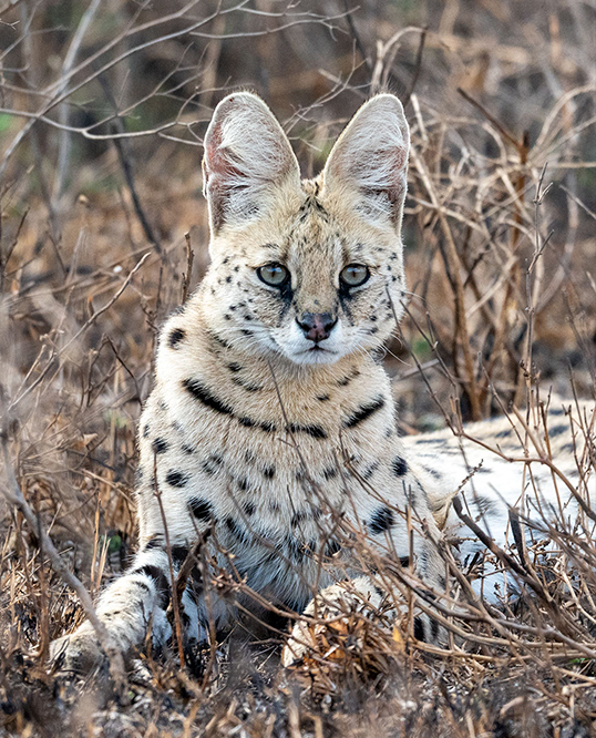 Serval Cat in serengeti by rafiki tembo tours