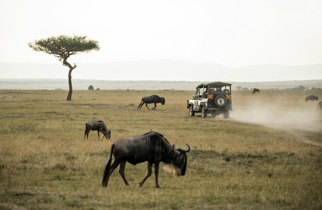 Kenya safari itinerary Masai Mara wildlife landscape