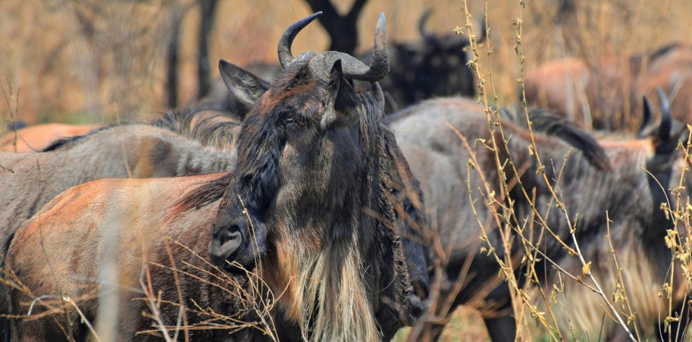 Migration wildebeest east africa