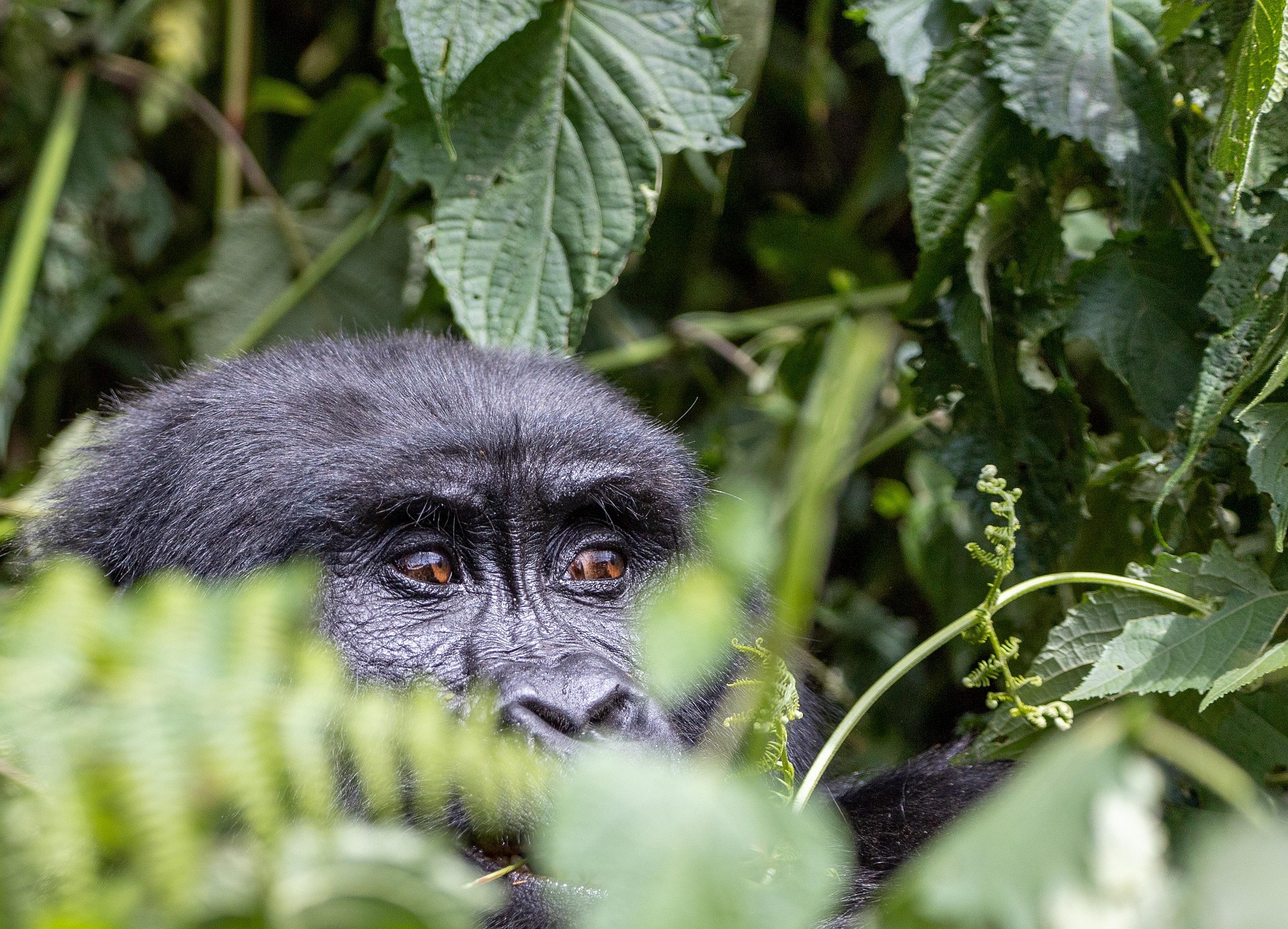 Uganda Safaris