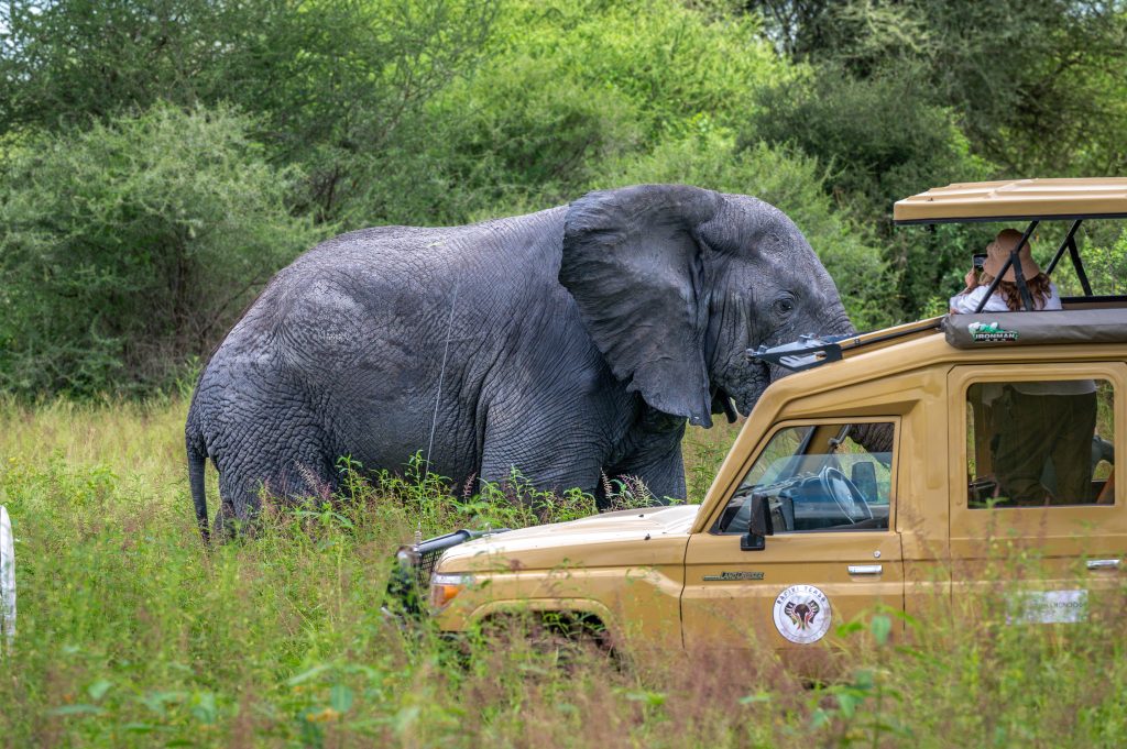 Review page image for rafiki tembo tours