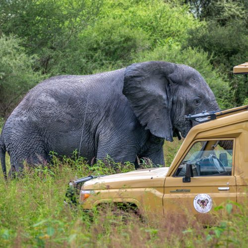 Review page image for rafiki tembo tours