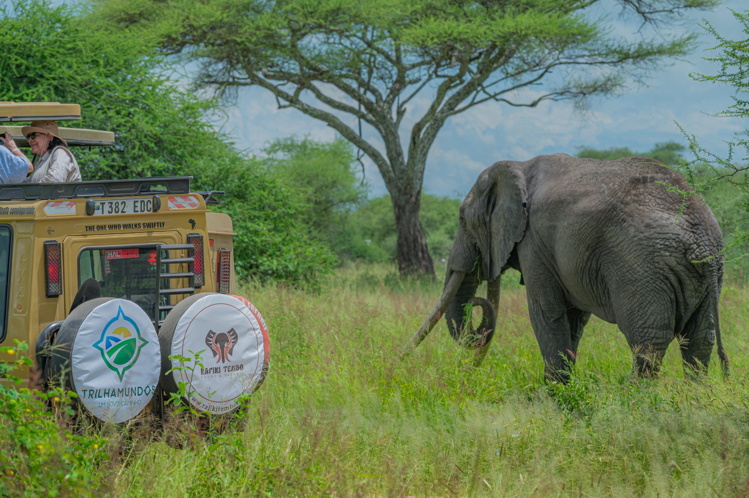 Tarangire Elephants