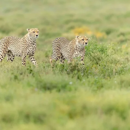 Ndutu calving season safari