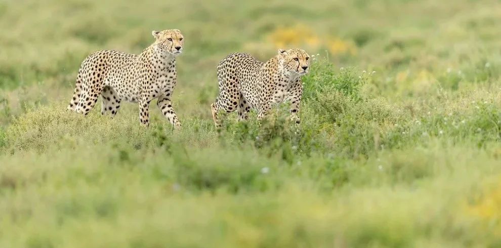 Ndutu calving season safari