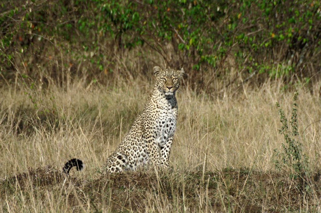 Serengeti river crossing safari