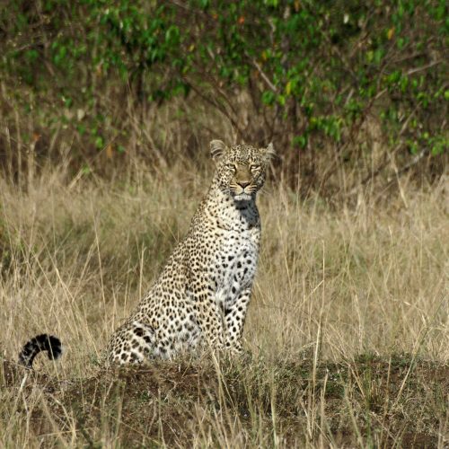 Serengeti river crossing safari