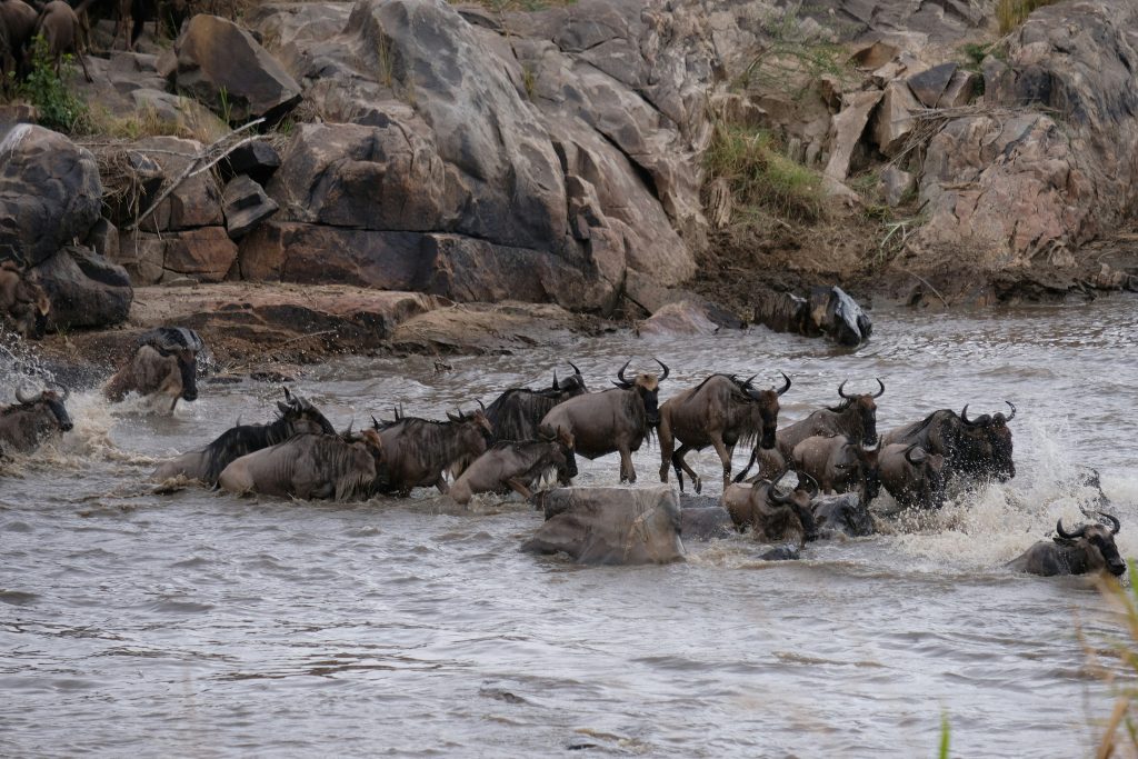 Great Migration 2027: Month-by-Month Movement Across Serengeti and Maasai Mara