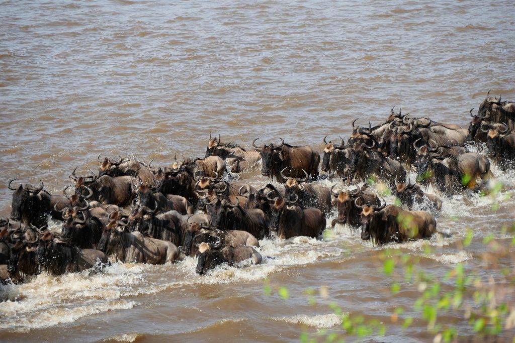 Great Migration river crossing safari
