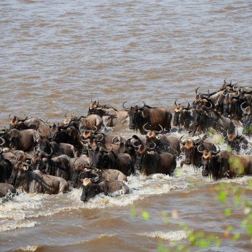 Great Migration river crossing safari