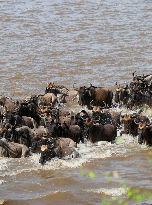Great Migration river crossing safari