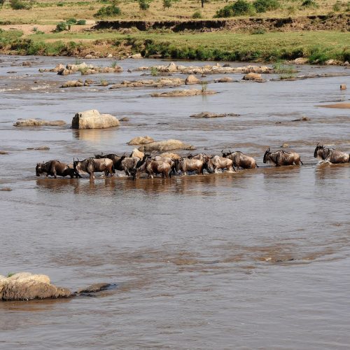 wildebeest crossing safari