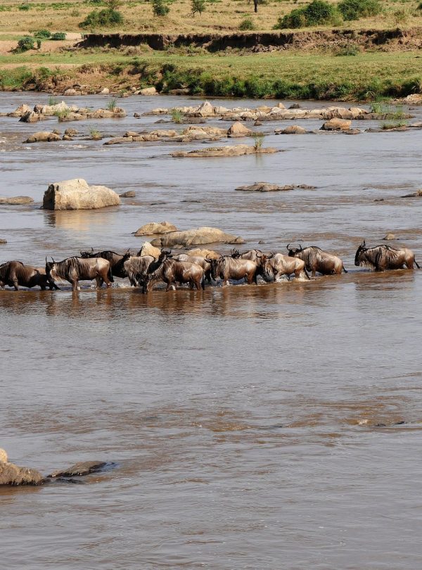 wildebeest crossing safari