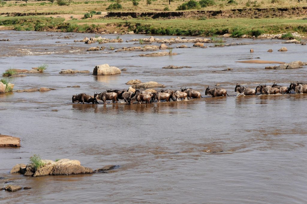 Great Migration river crossing safari