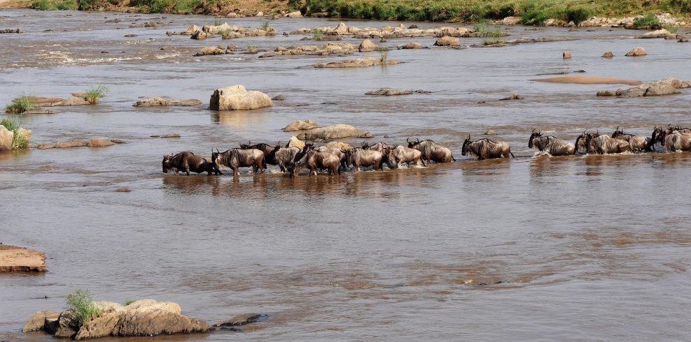 Great Migration river crossing safari