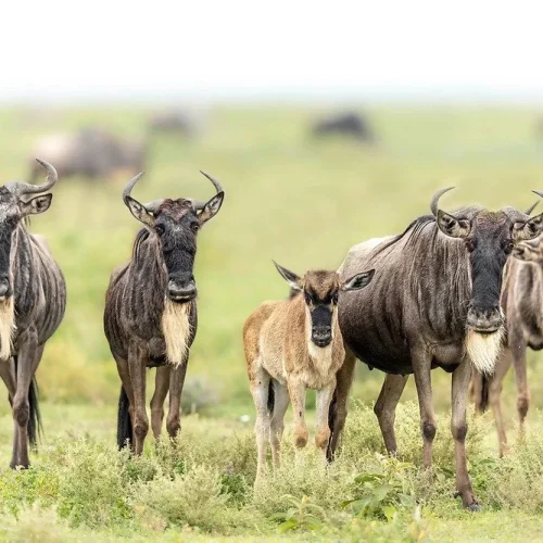 wildebeest migration Ndutu plains