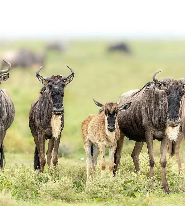 wildebeest migration Ndutu plains