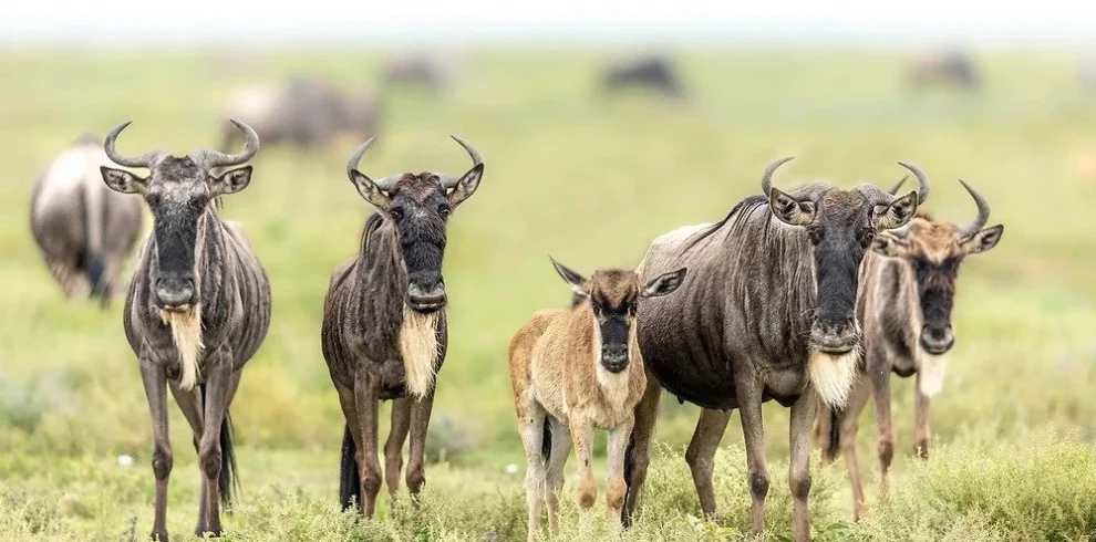 wildebeest migration Ndutu plains