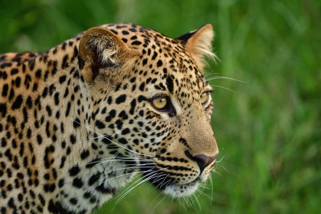 Northern Serengeti migration safari