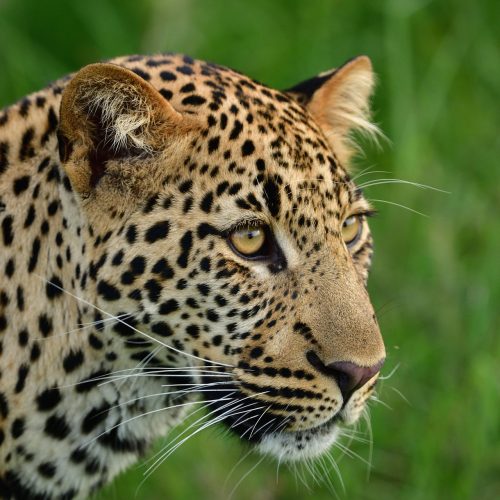 Northern Serengeti migration safari
