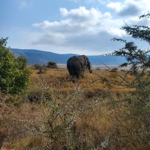 Elephant inside Ngorongoro Crater