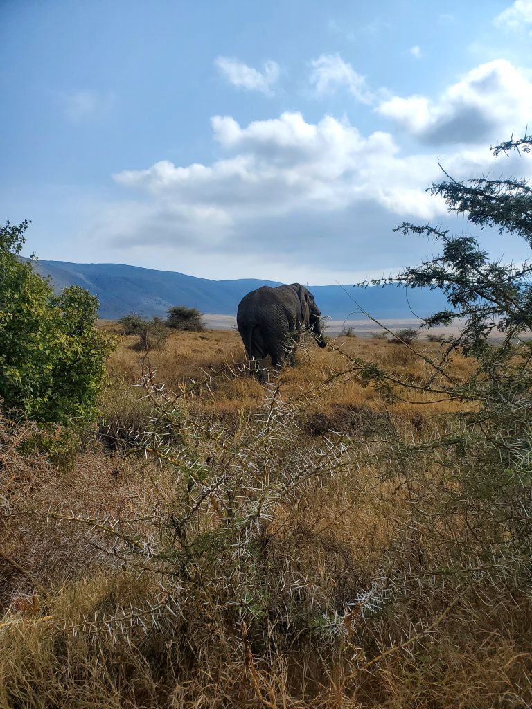 Elephant inside Ngorongoro Crater
