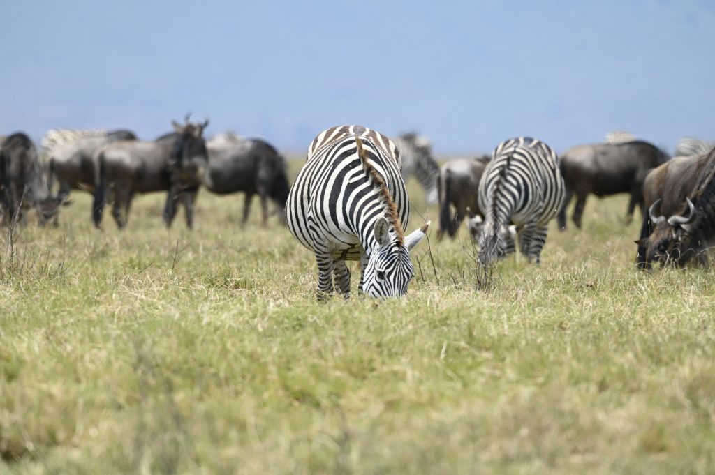 Ndutu Calving Season 2027: Where to Go, What to Expect & How to Plan
