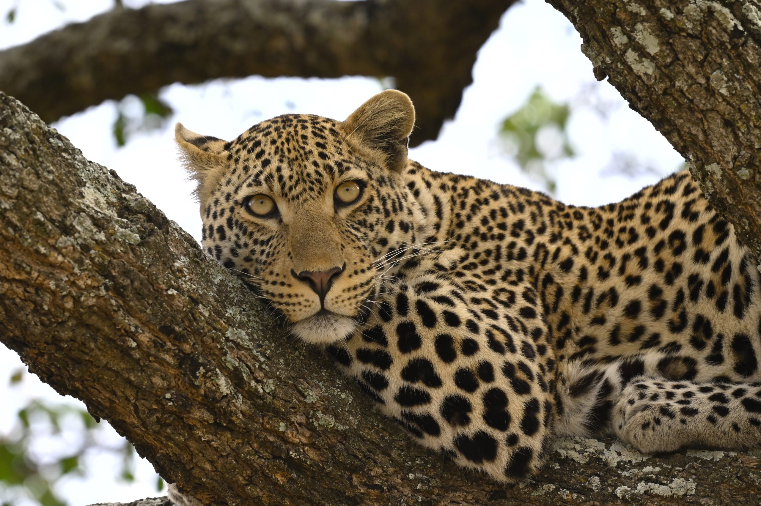 Tanzania safari landscape during a Rafiki Tembo journey