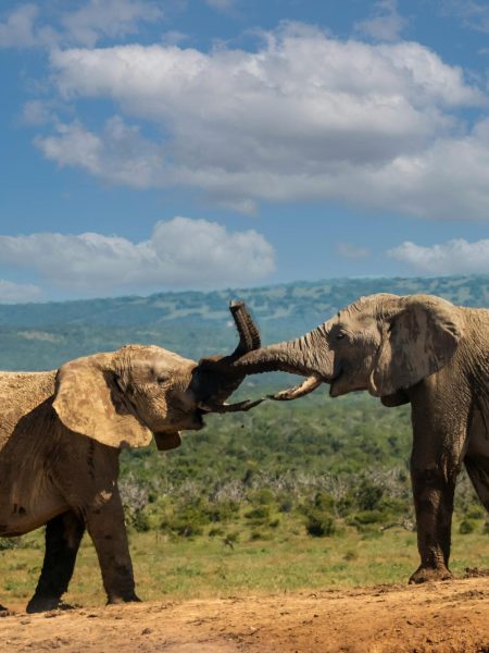 Rafiki tembo tours